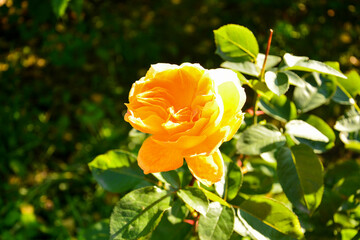 Yellow rose in the sun