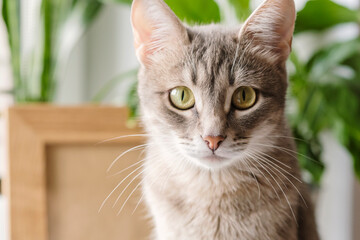 Close-up portrait of a gray striped domestic cat sitting on a window around houseplants. Image for veterinary clinics, sites about cats, for cat food.