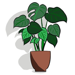 Caladium Bicolor plants growth in small pots on white background.Modern natural background.Minimalist drawing print,creative with illustration in flat design.