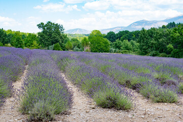 Fototapeta na wymiar Beautiful lavender field in region Provence