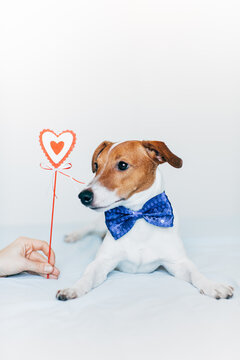 portrait of jack Russell with butterfly