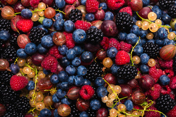 Gooseberries, blueberries, mulberry, raspberries, white and red currants.