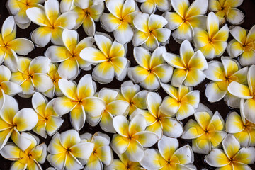 Beautiful Plumeria flowers are popularly arranged floating in large bowls.