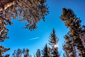tall pine redwood trees in yosemite national park