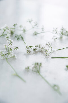 Coriander flower