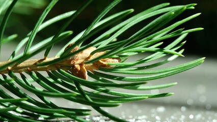 Fototapeta premium Needles of a Christmas tree close-up. Macro photo. Abstraction.