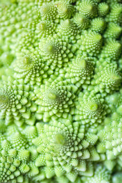 Green romanesco broccoli