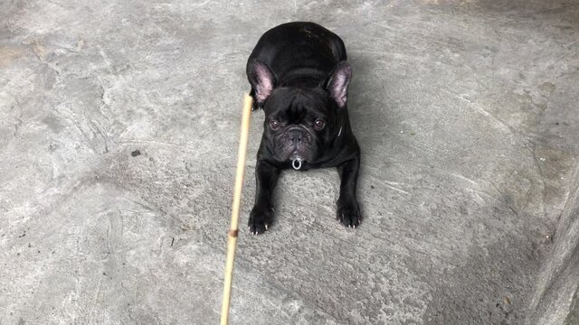 Owner held a small stick to scold or teach the cute dog,adorable french bulldog sat down neatly for fear of the small wood,or being blamed when doing something wrong.
