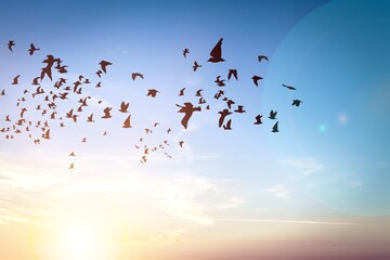 Bird.