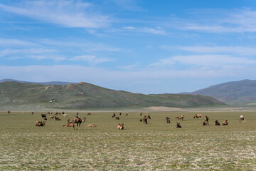 Mongolia Steppe with Camels