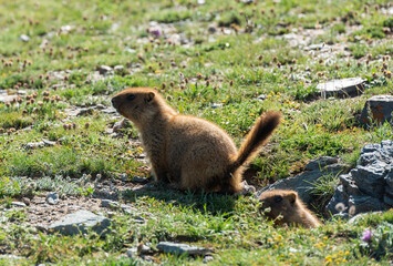 Mongolia Steppe with Groundhog