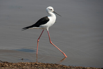 Echasse blanche,  Himantopus himantopus, Black winged Stilt