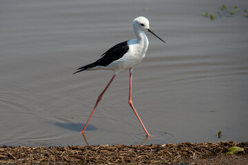 Echasse blanche,  Himantopus himantopus, Black winged Stilt