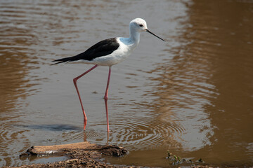 Echasse blanche,  Himantopus himantopus, Black winged Stilt