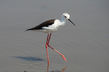 Echasse blanche,  Himantopus himantopus, Black winged Stilt
