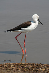 Echasse blanche,  Himantopus himantopus, Black winged Stilt