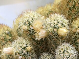 Cactus en flor