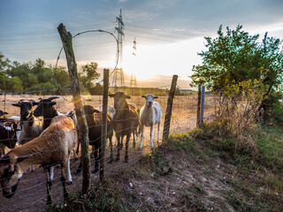 Schafe auf der Weide bei Sonnenuntergang