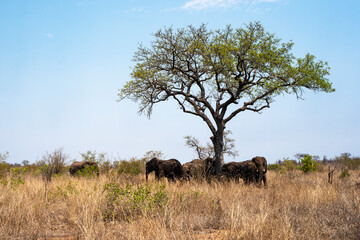 Fototapeta premium Éléphant d'Afrique, Loxodonta africana, Parc national Kruger, Afrique du Sud