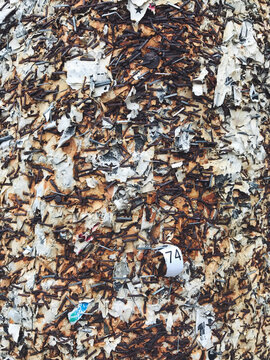 Close up of poster paper and rusty staples on telephone pole
