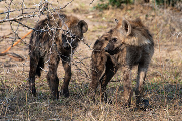Hyène tachetée, jeune, Crocuta crocuta, Afrique du Sud