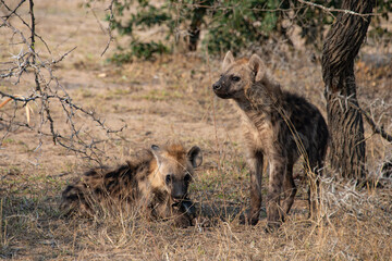 Hyène tachetée, jeune, Crocuta crocuta, Afrique du Sud