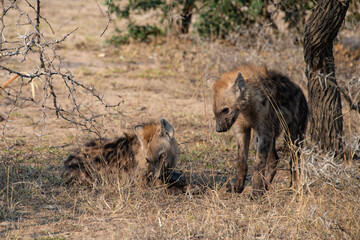 Fototapeta premium Hyène tachetée, jeune, Crocuta crocuta, Afrique du Sud