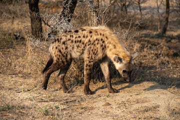 Hyène tachetée, jeune, Crocuta crocuta, Afrique du Sud