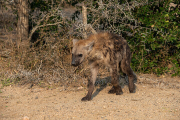 Hyène tachetée, jeune, Crocuta crocuta, Afrique du Sud