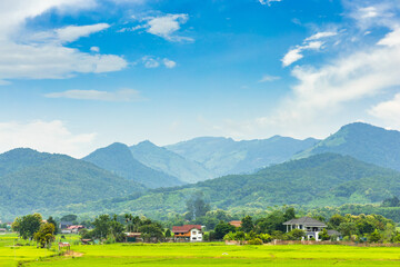 Beautiful green rice fields and mountain in the background with copy space.