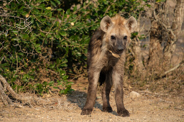 Hyène tachetée, jeune, Crocuta crocuta, Afrique du Sud