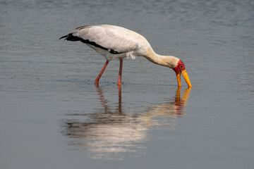 Tantale ibis, Tantale africain, Mycteria ibis, Yellow billed Stork