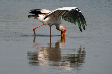 Tantale ibis, Tantale africain, Mycteria ibis, Yellow billed Stork