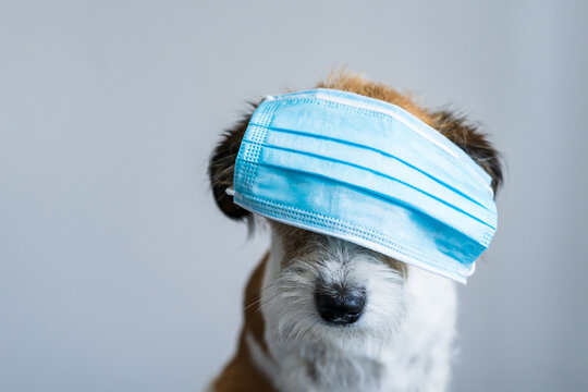 Kleiner Terrier Hund sitzt mit einem blauen Mundschutz auf seinen Augen vor einem grauen Hintergrund. Corona Virus, Humor.