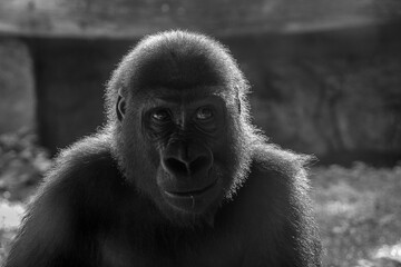 Gorilla,Tierporträt, Menschenaffe