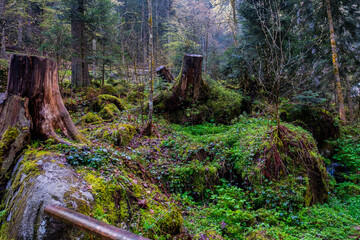 Lush forests surround the waterfalls at Triberg in the Black Forest, Germany