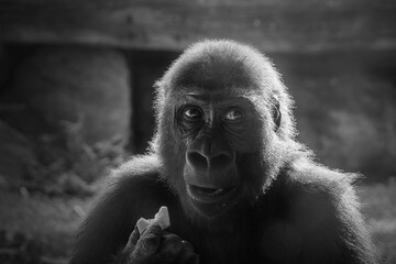 Gorilla,Tierporträt, Menschenaffe