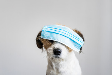 Kleiner Terrier Hund sitzt mit einem blauen Mundschutz auf den Augen vor einem grauen Hintergrund....