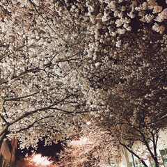 벚꽃 그리고 봄