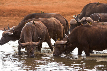 Obraz premium African buffalo or Cape buffalo (Syncerus caffer) drinking at a watering hole, Ngutuni reserve, Tsavo, Kenya