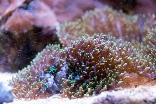 splitting ricordea yuma in reef aquarium