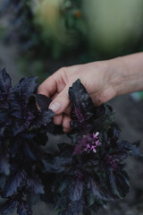 Fresh basil in the garden. A woman picks off purple basil leaves.
