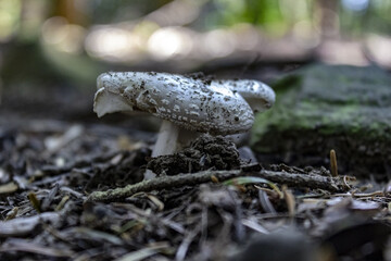 Fungo colombina