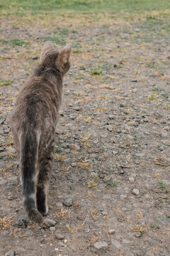 Farm cat
