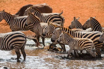 Fototapeta na wymiar Plains zebra (equus quagga) drinking from a watering hole, Ngutuni Reserve, Tsavo, Kenya