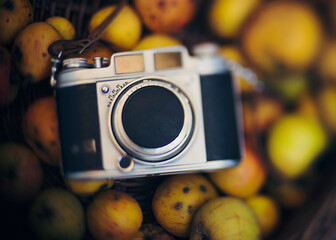Harvesting organic apple and taking pics with retro reflex camera