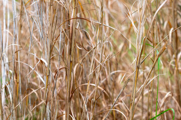 Golden grass field in autumn with dried textured grass stalks close up ~A MEADOW'S SPLENDOR~