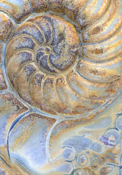 Closeup of the textures patterns of the imprint of a nautilus shell in ceramic clay