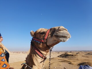 camel in the desert