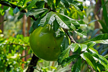 Calabash tree fruit (Crescentia cujete)